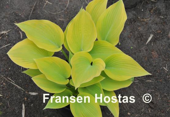 Hosta Good Times